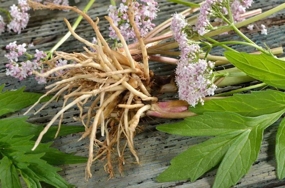 catnip in Welltone